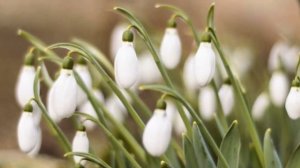 Оттепель на саксофоне под красивое видео природы.