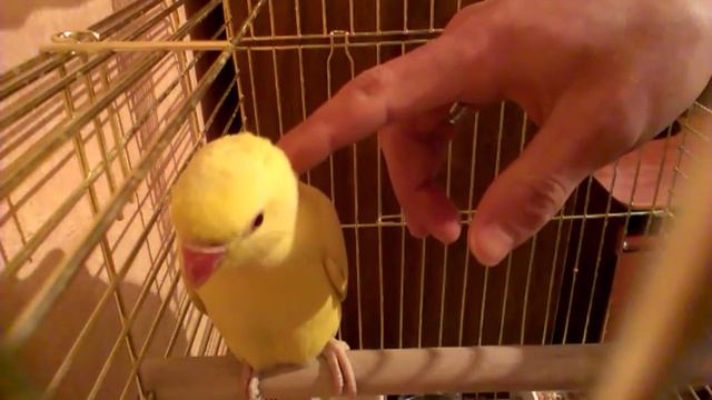 Приручение ожерелового попугая смотреть онлайн