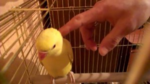 Приручение ожерелового попугая