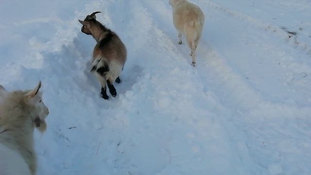 Адекватная коза и куры не несушки. смотреть онлайн