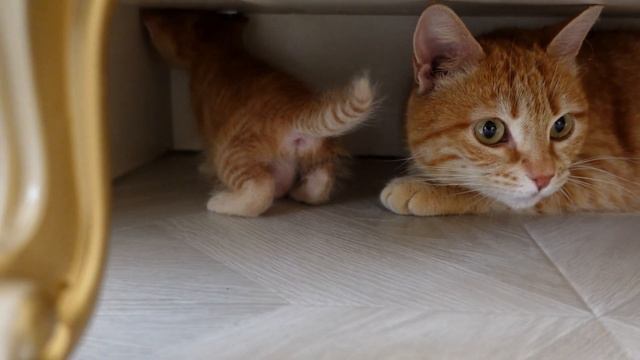 Тайна исчезающих котят: Как кошка прячет своих детенышей смотреть онлайн