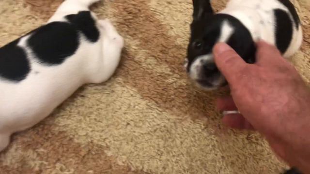 Французские бульдоги подозреваются в совершении мокрого дела 💦