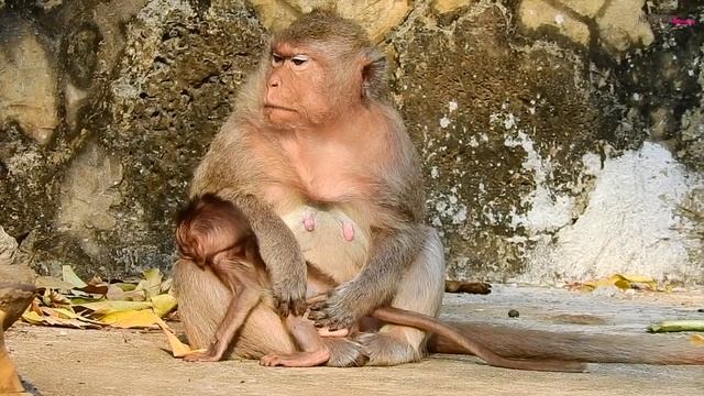 It's so funny adorable both baby! Baby Milo never fall down cos he sit on sister Minny смотреть онлайн