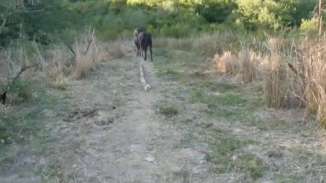 Буян строит навес