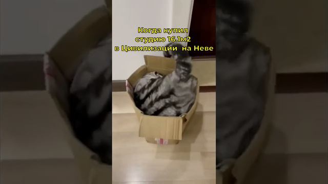 Когда купил маленькую студию смотреть онлайн