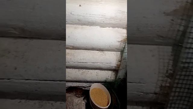 Мои ошибки при выращивание бройлеров смотреть онлайн