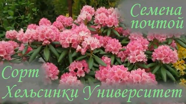 20 12 21г Итоги проверки семян рододендронов на всхожесть с каталогом . смотреть онлайн