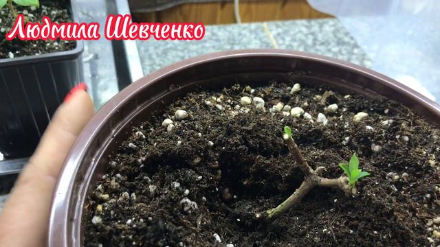 Черенкую гортензию и в холодильник её ❄️🌱