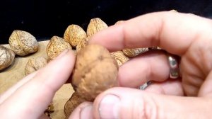 Почему темное ядро у грецкого ореха. Как можно осветлить ядро грецкого ореха? Знает Walnuts Broker