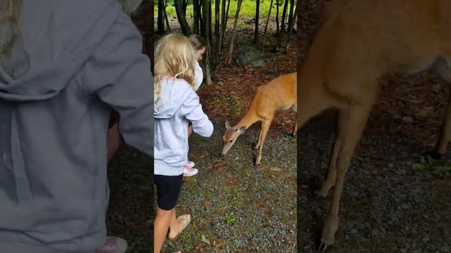 Please don't feed the animals.... смотреть онлайн