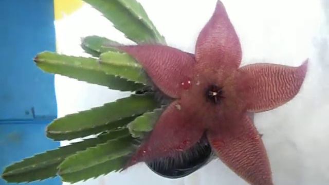 flor exótica смотреть онлайн