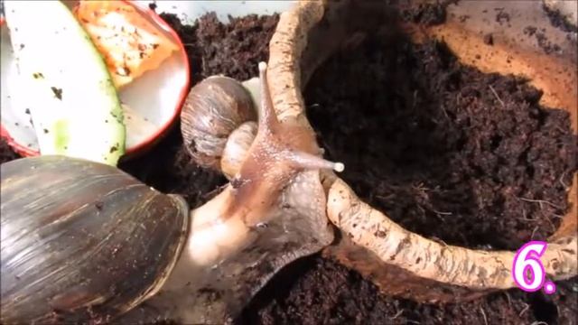 Факты о улитках Ахатинах_PETS TV смотреть онлайн