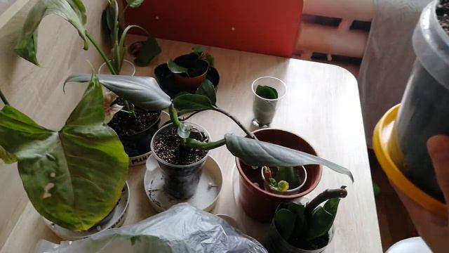 Комнатные растения. Новинки. Эсперемент. смотреть онлайн