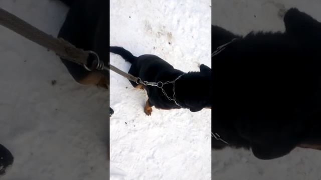 Как работает строгий ошейник??? смотреть онлайн