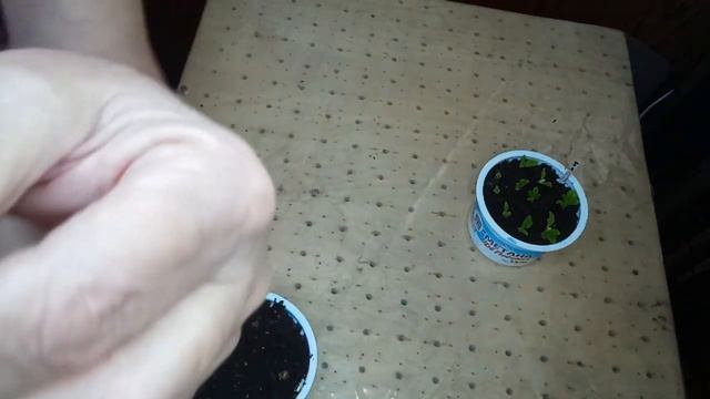 РАЗМНОЖЕНИЕ ПУЗЫРЕПЛОДНИКА ДЬЯБОЛО И ДЕРЕНА ПОЧКАМИ. смотреть онлайн