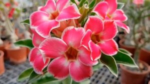 Как Выращивать Адениум из Семян в Домашних условиях