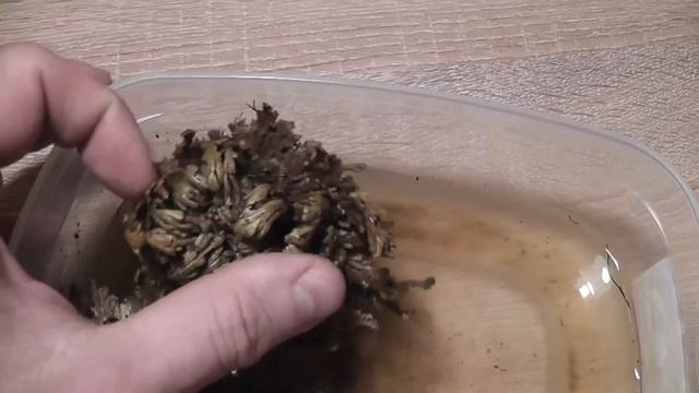 Роза Иерихона и её превращение. смотреть онлайн