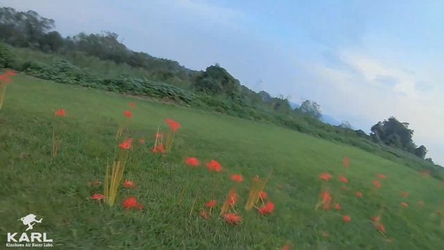 Lycoris radiata смотреть онлайн