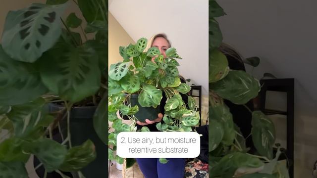 Maranta Care Tips смотреть онлайн