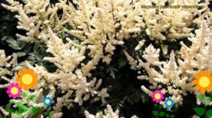 Астильба японская Бронзлауб. Краткий обзор, описание характеристик astilbe japonica Bronzelaub