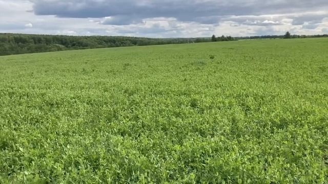 Наш недопосев смотреть онлайн