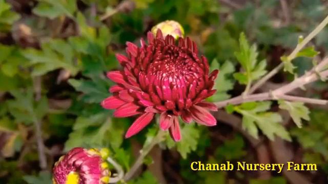 Gul Duadi Flower Care And Growing Tips Full Deatail || Chanab Nursery Farm
