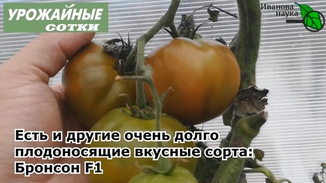 ВАШЕ МНЕНИЕ: КАКИЕ ТОМАТЫ ЛУЧШЕ? Несколько сортов с длинным плодоношением и устойчивостью. смотреть онлайн