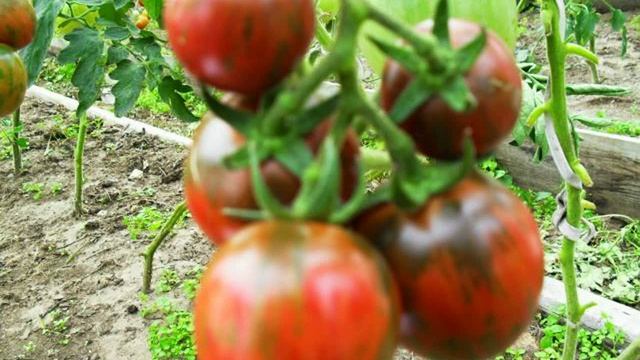 семена помидоров смотреть онлайн