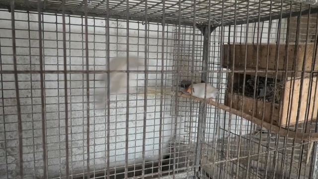 Зебровые амадины. Zebra finches. смотреть онлайн