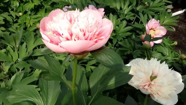 Peony Etched Salmon - www.peonyshop.com смотреть онлайн