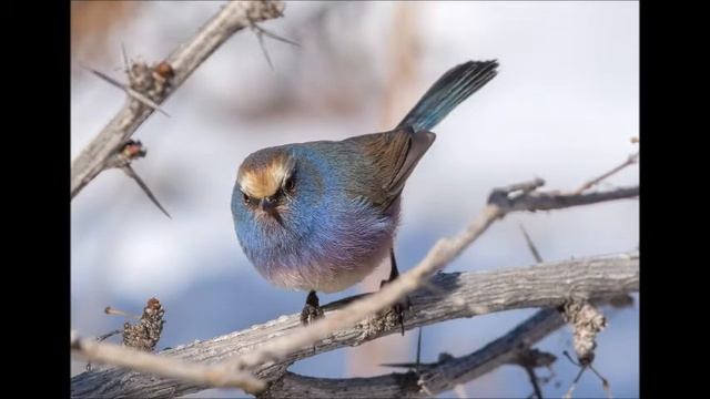 Голоса птиц Западного Тянь-Шаня/Расписная синичка смотреть онлайн