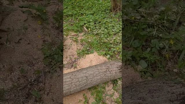 Как прокормить семью в кризис((( смотреть онлайн