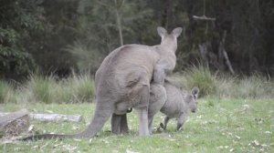 Kangaroo mating