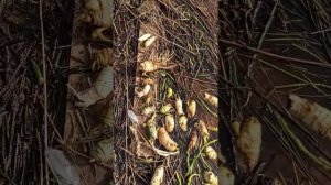 #Цикута ОПАСНОЕ РАСТЕНИЕ В ВОДЕ!!! Красивые клубни плавают в озере.