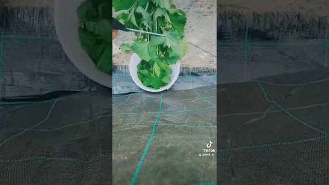 Удобрение из крапивы для подкормки растений смотреть онлайн