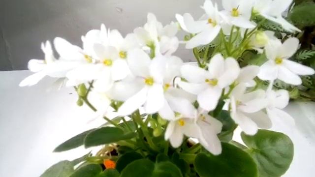 Brоadway Star Trail Фіалка смотреть онлайн