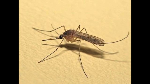 ФЦКМ для младшей группы смотреть онлайн