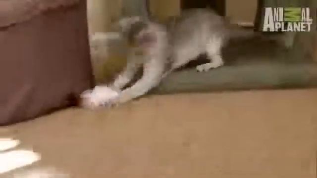 Сингапурская кошка смотреть онлайн