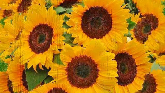 Храните старые фотографии М.В.С..flv смотреть онлайн