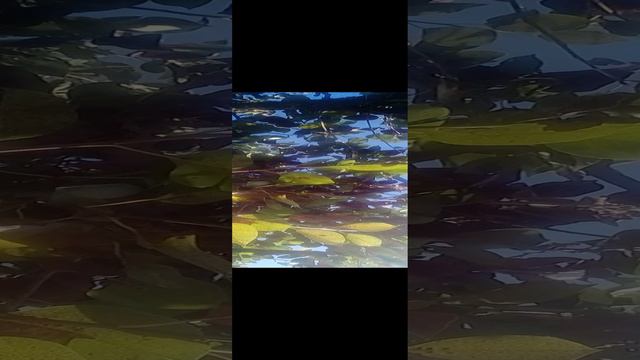 20240815_160307.mp4 смотреть онлайн