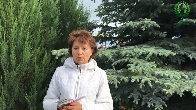 Болезни роз атаковали раньше времени. Как помочь? Рабочие препараты. Первое цветение пионов. смотреть онлайн