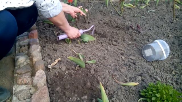 Высадка в грунт черенков гвоздики (Часть 3) смотреть онлайн