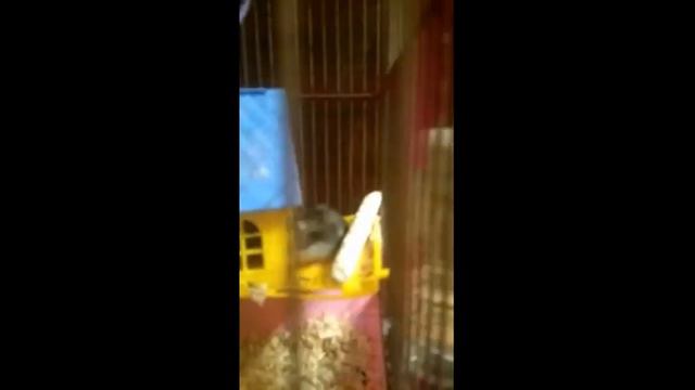 Приключение Джунгариков Ручные Хомяки атакуют периметр Jungars Action. Нашествие хомяков. серия 2 смотреть онлайн