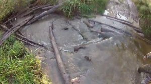 2012.09.15. Эндуро пробег. Хийтола. 200 км. 6 мотоциклов. Enduro. Hiitola. 200 km. 6 motorcycles.