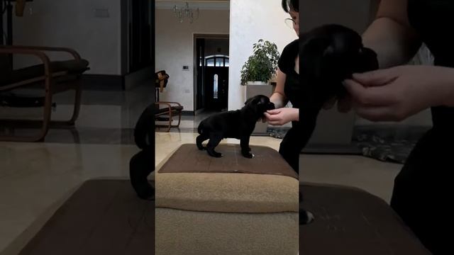 Щенки стаффбуля, питомник Москва смотреть онлайн