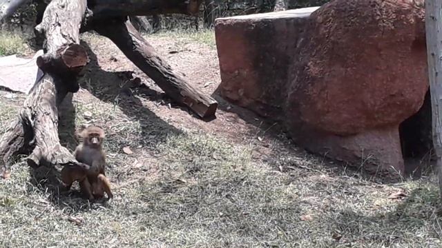 Hamadryas Baboon , Angry Sacred Baboon in Nehru Zoological park Hyderabad , funny baboon in zoo смотреть онлайн