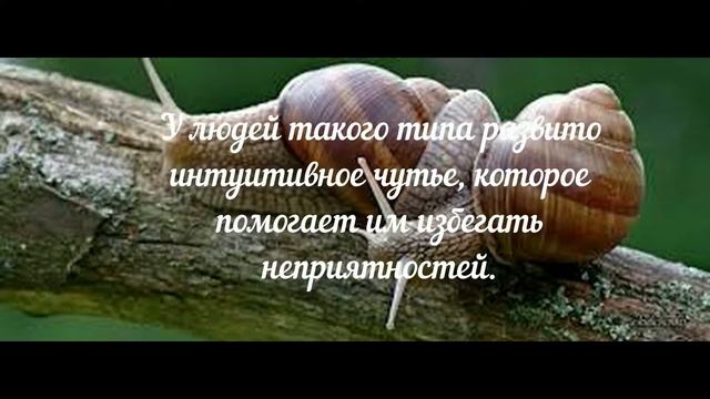 Слвянский гороскоп. Кто вы рожденные под знаком Улитки с 10 июля по 9 августа смотреть онлайн