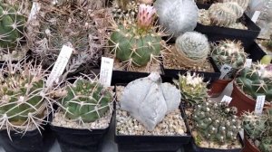 Кактусы.В гостях у кактусного друга.Коллекция кактусов.