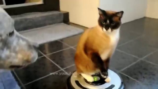 Кот ездит на пылесосе и бёт собаку :) смотреть онлайн