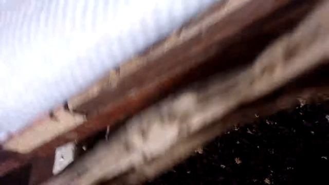 РАЗВЕДЕНИЕ ЧЕРВЕЙ ДЕНДРОБЕНА. различие червей. все о червях. смотреть онлайн